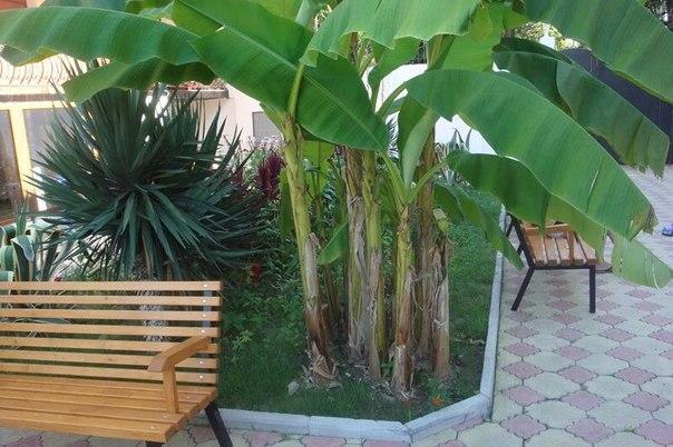 Guest House Milana Suhumi Exterior foto